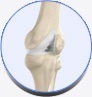 Normal Anatomy Of The Knee Joint