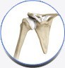 Normal Anatomy Of The Shoulder Joint